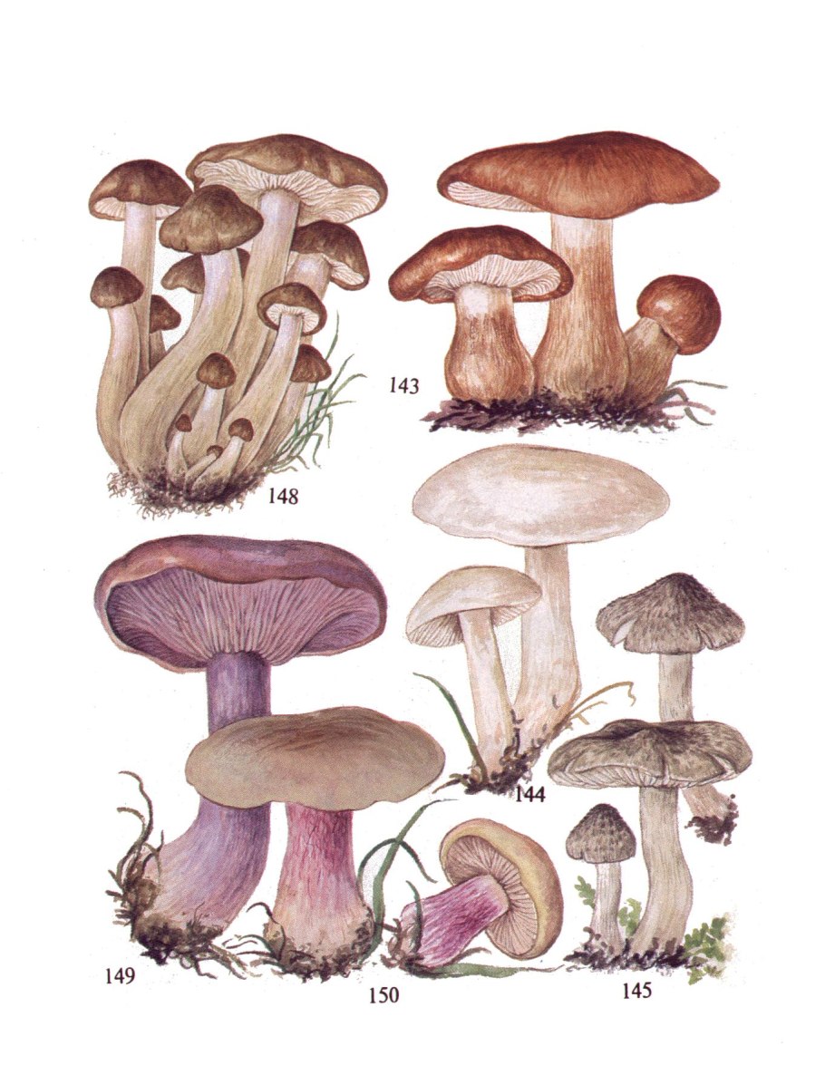 Грибы Рядухи съедобные?