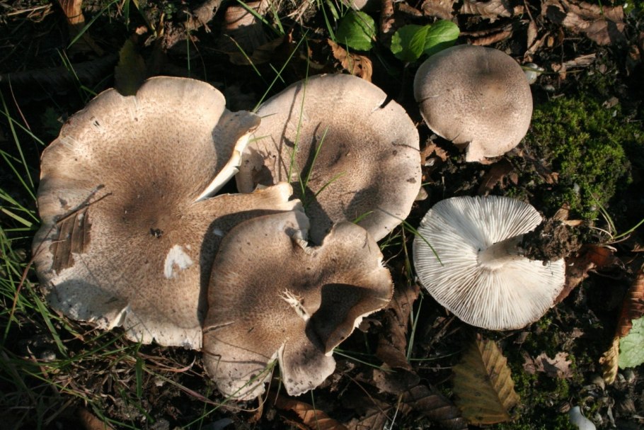 Рядовка мыльная Tricholoma saponaceum