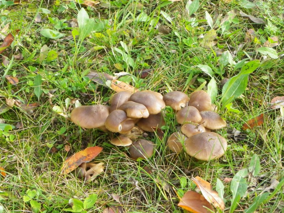 Рядовка бело-коричневая Tricholoma albobrunneum