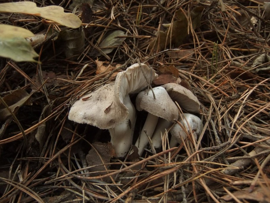 Гриб: лиофиллум скученный