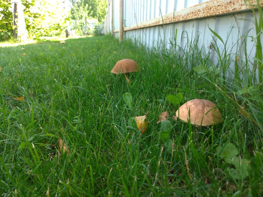 Опята на земле