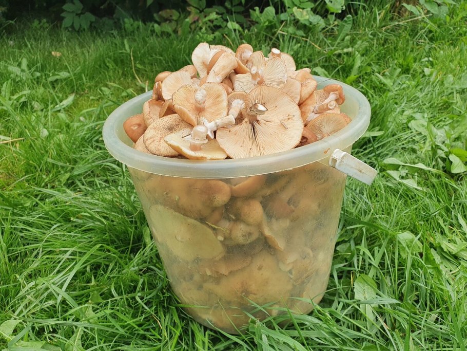 Оригинальные идеи для посадки грибов