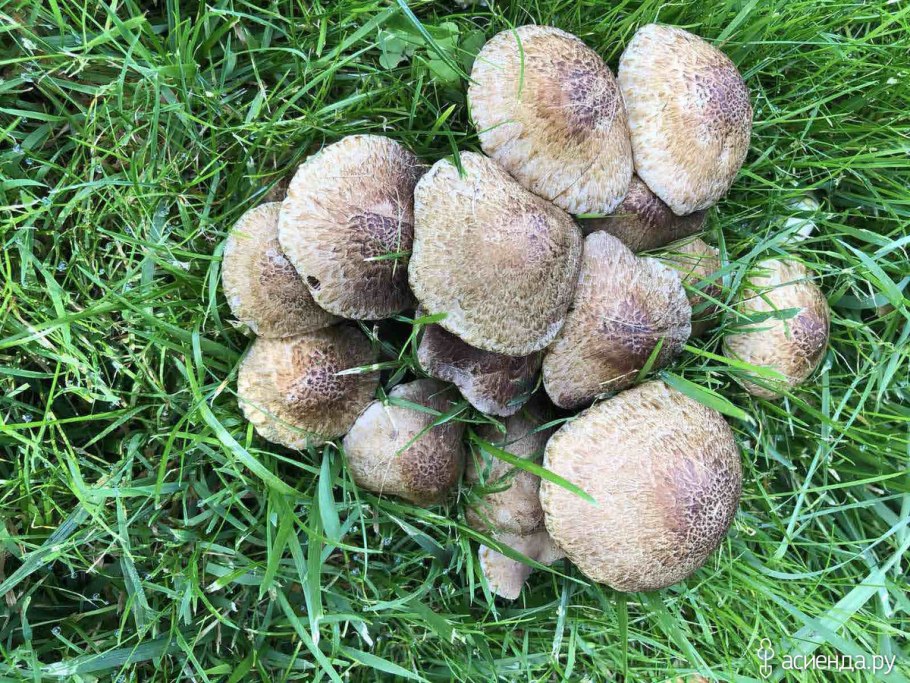 Грибы растущие на газонах
