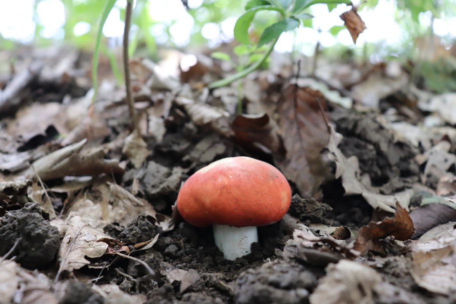 Несъедобные грибы в корзине