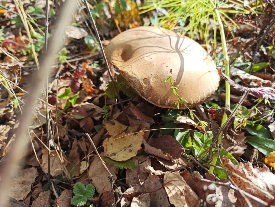 Благородные грибы фото
