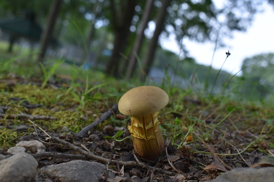 Грибы на земле