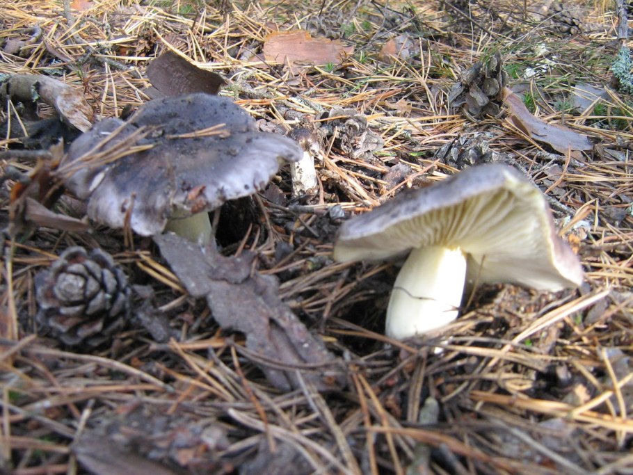 Рядовки осенние съедобные