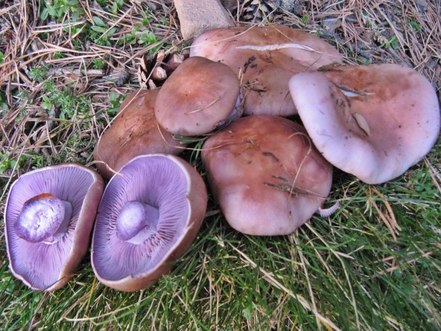 Зеленушка (Tricholoma equestre)