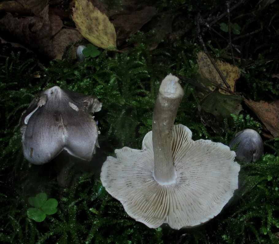 Рядовка Фиалковая Lepista