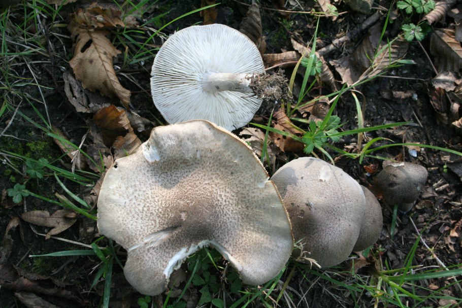 Рядовка Осиновая Tricholoma frondosae