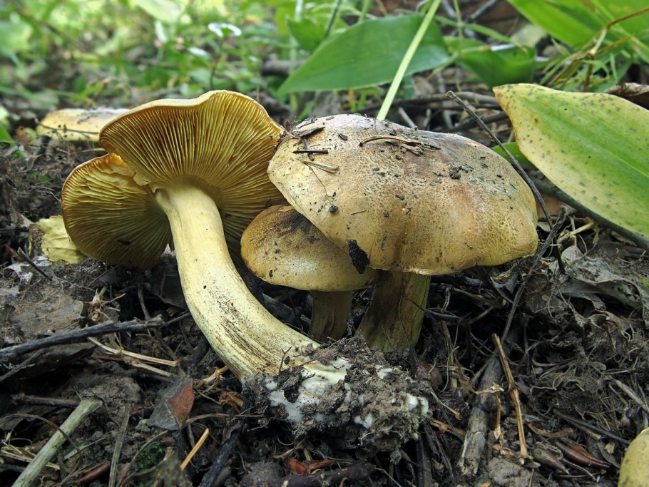 Рядовка дымчатая, грипп.