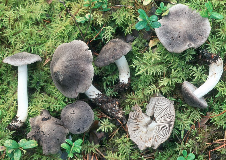 Cortinarius eucaeruleus