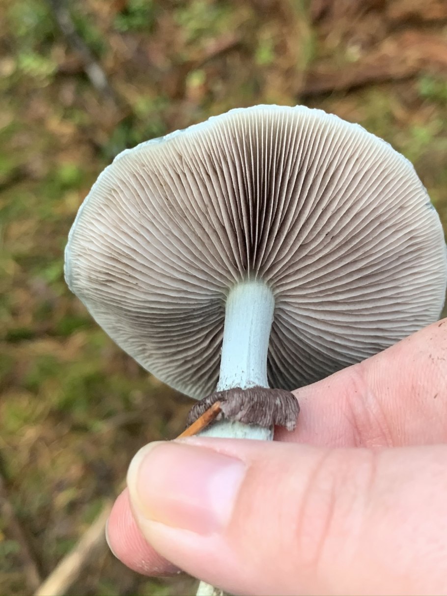 Рядовку землисто-серую (Tricholoma terreum)