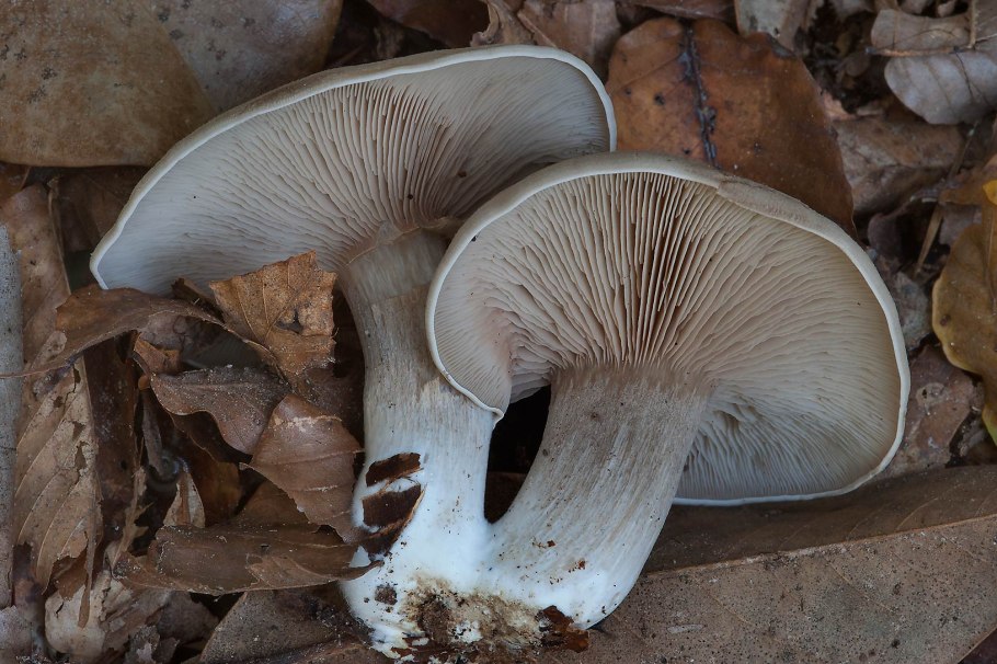 Мышата грибы ножка