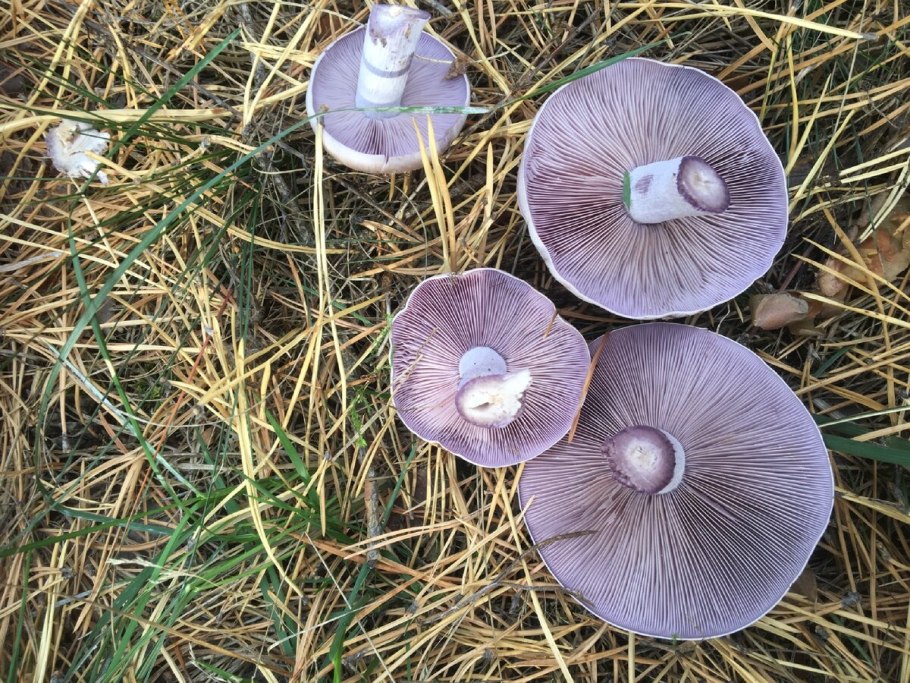 Кленовая рядовка