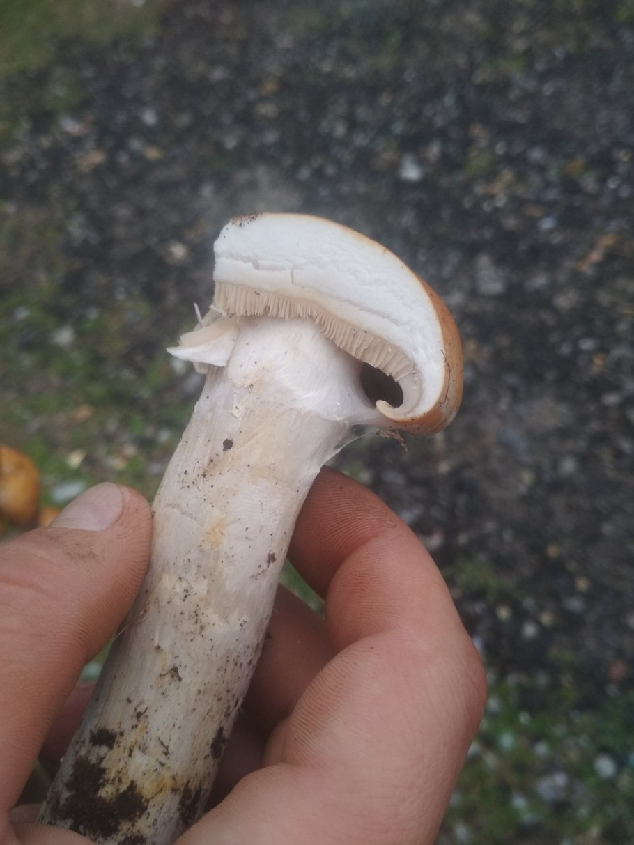 Паутинник светлоохристый Сortinarius claricolor