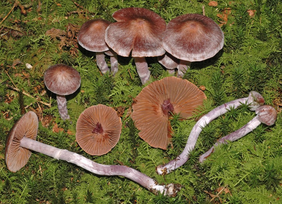 Паутинник блистательный
