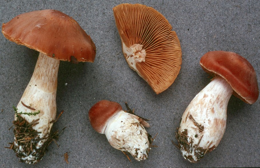 Паутинник бело Охристый