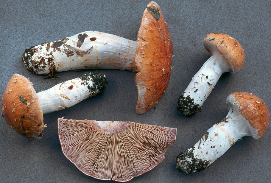 Паутинник светлоокрашенный Cortinarius claricolor