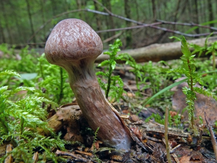 Паутинник пластинчатый