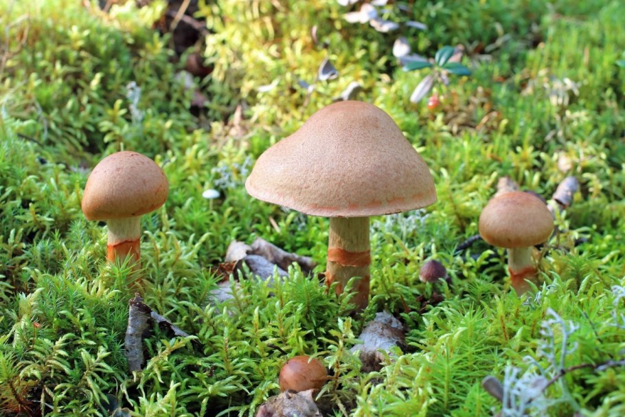 Cortinarius sordidemaculatus