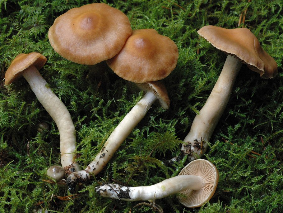 Паутинник, просто, из подрода Telamonia