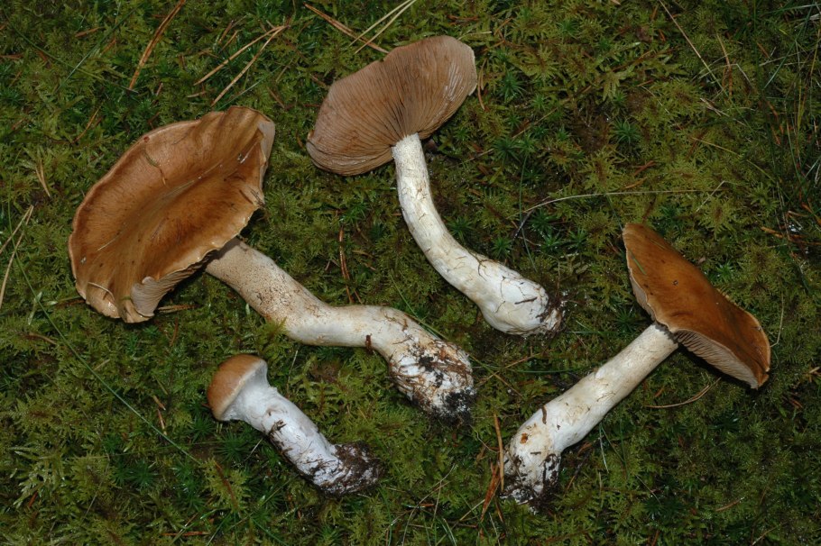 Паутинник пасынковидный