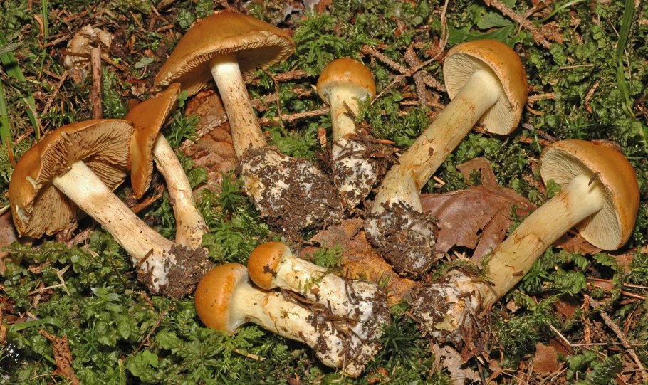 Паутинник гриб съедобный