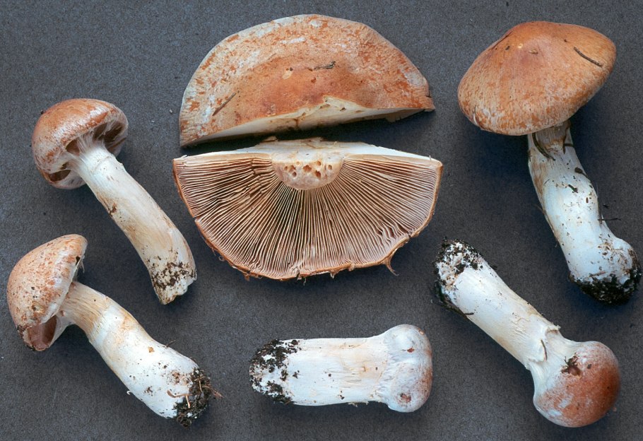 Паутинник светло-Охристый Cortinarius claricolor