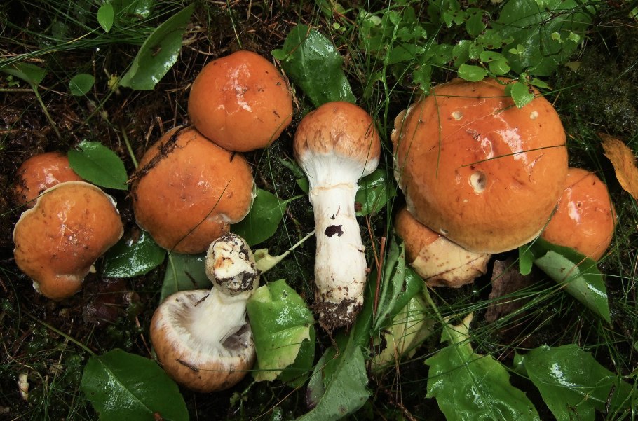 Паутинник светло-Охристый Cortinarius claricolor