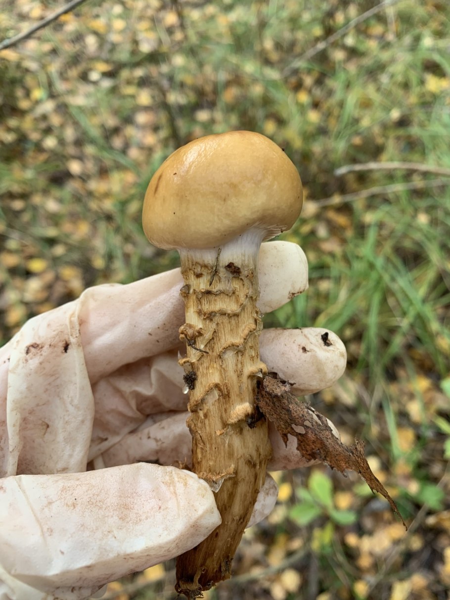 Шампиньон бурый