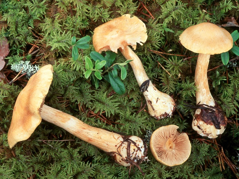Паутинник эскулент