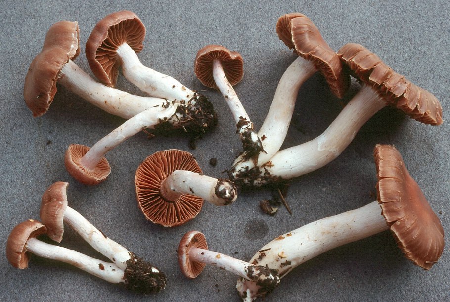 Cortinarius multiformis