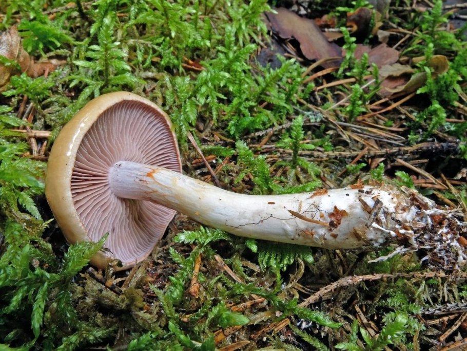 Cortinarius balaustinus