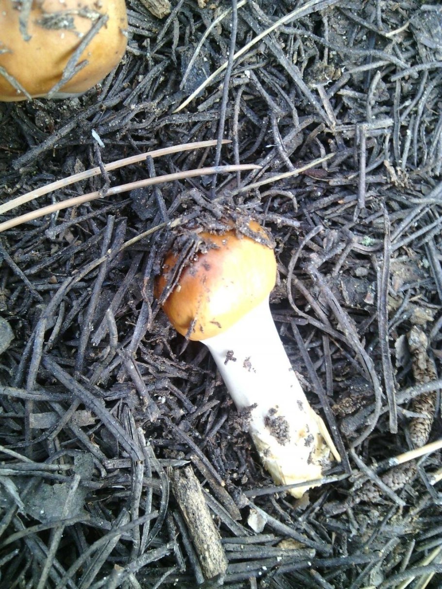 Паутинник светло-Охристый Cortinarius claricolor