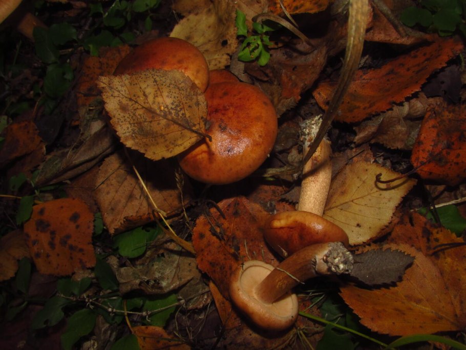Flammulaster limulatus