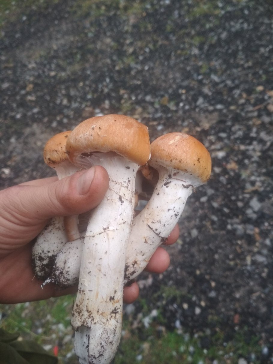 Паутинник светло-Охристый Cortinarius claricolor