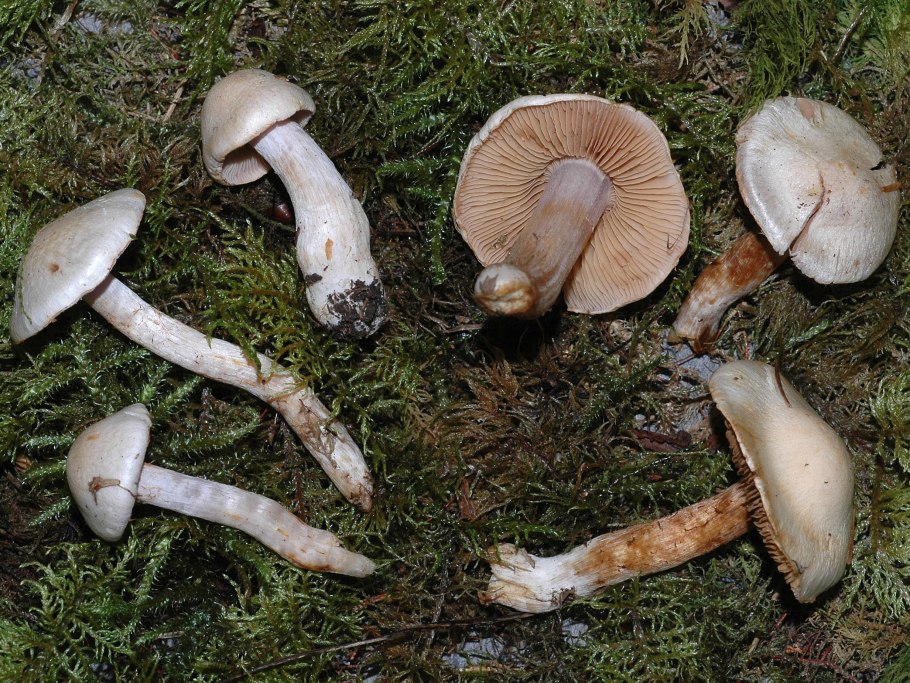 Паутинник разноцветный Cortinarius variecolor