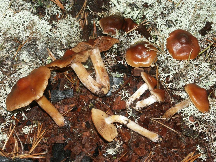 Паутинник пасынковидный