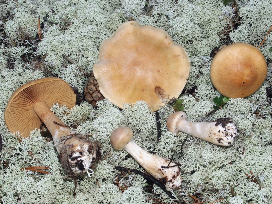 Паутинник Хризолитовый