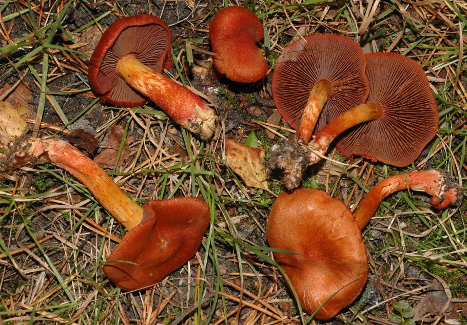 Паутинник собачий