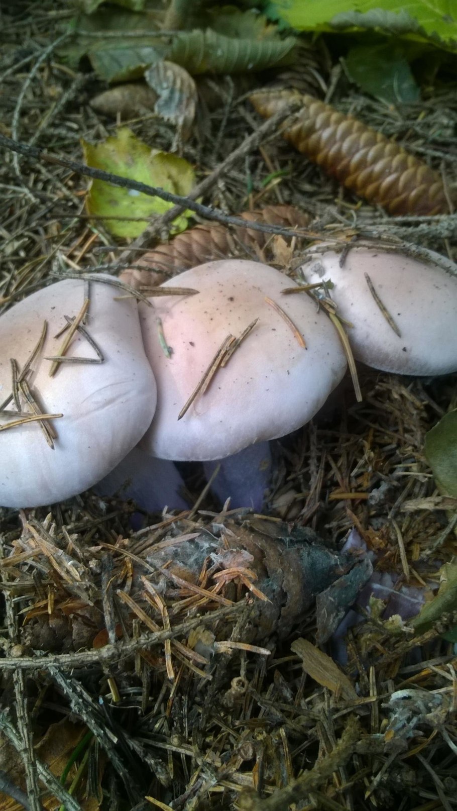 Рядовка желто-красная Tricholomopsis rutilans