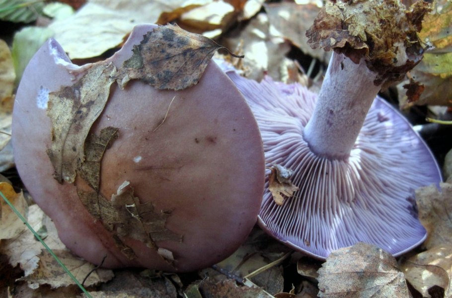 Паутинник голубой (Cortinarius coerulescens)