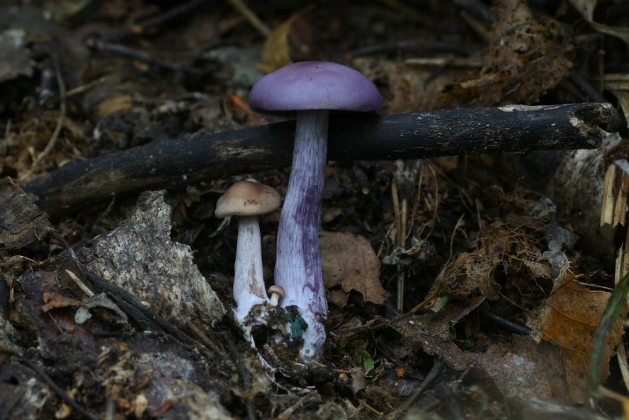 Паутинник багряный Cortinarius PURPURASCENS