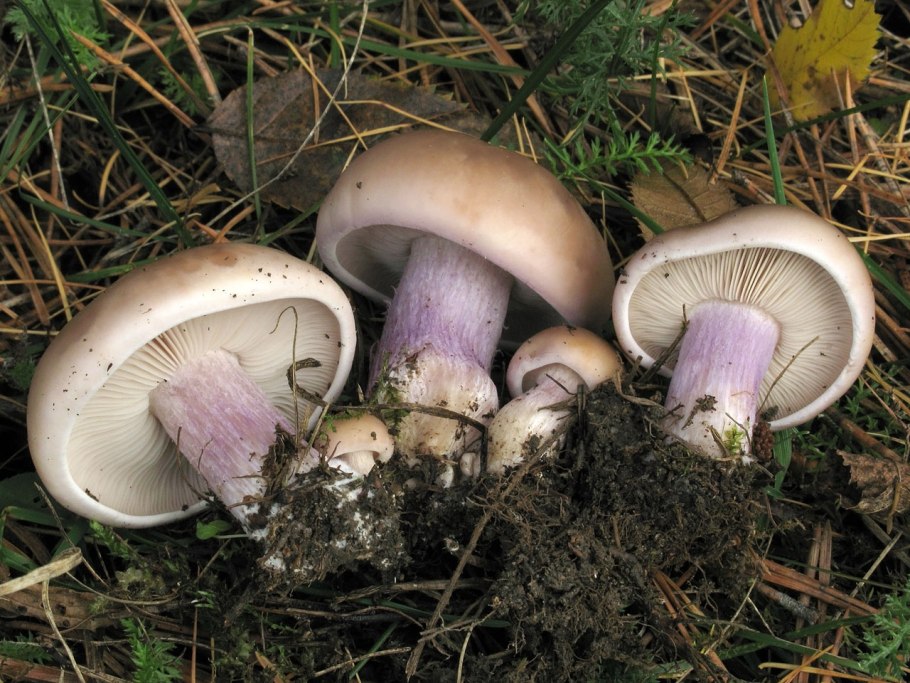 Рядовка серая Tricholoma portentosum.
