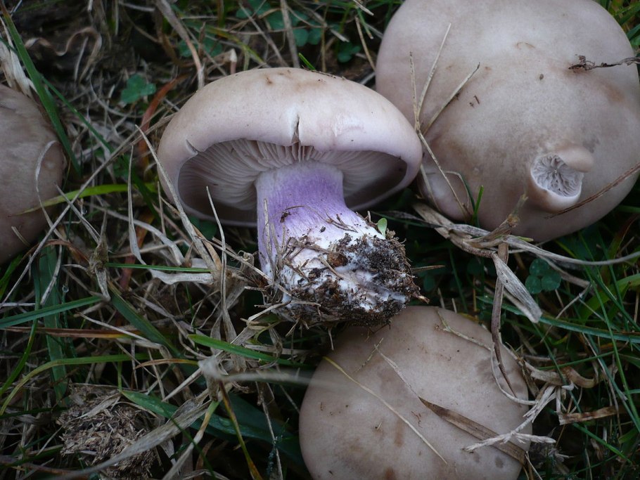 Lepista Panaeolus