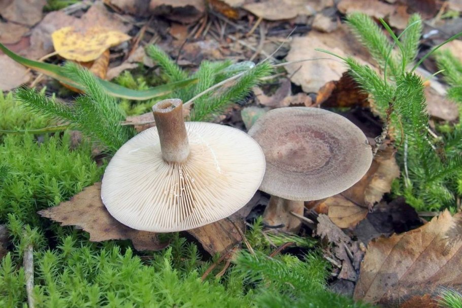 Млечник ароматный Lactarius glyciosmus