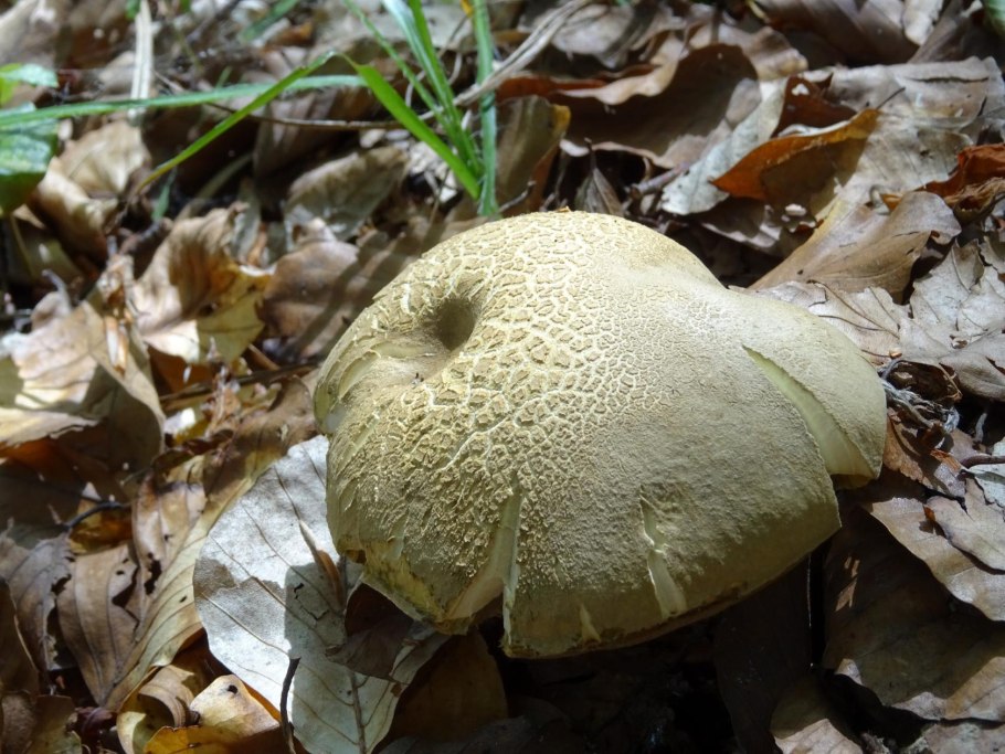 Caloboletus radicans