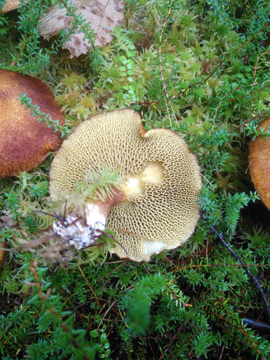 Грибы Гимнопус