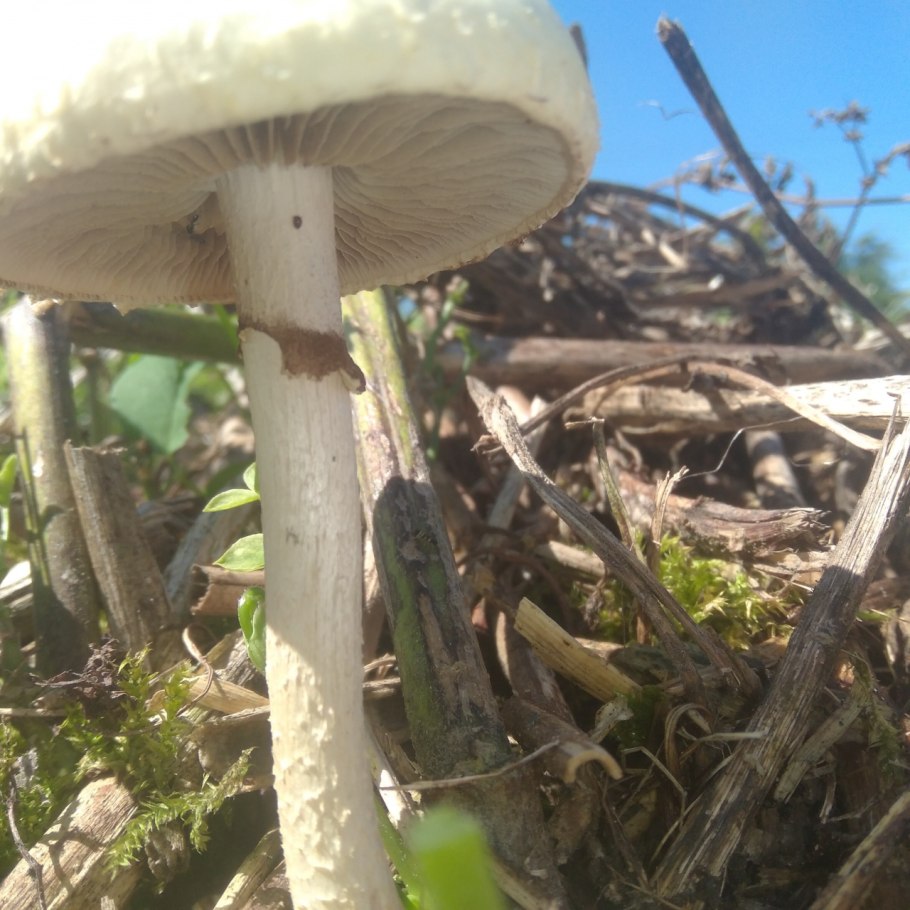 Агроцибе ранняя agrocybe praecox